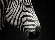 开云体育官网-生涯之夜！武切维奇狂砍40+太阳加时力克勇士