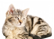 开云体育中国-神之一脚与致命微笑，当个人英雄主义遇上完美绞杀机器