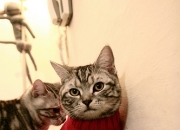 开云APP-范弗利特，淬火之夜，王者之证—欧冠半决赛的硬仗诗篇