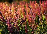 开云体育官网-重返圣安东尼奥，唯有这一个名字，值得全军礼敬