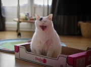 开云体育官网-场外绝杀，当厄瓜多尔在债务总决赛淘汰委内瑞拉