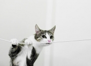 开云下载-跨界争锋，当足球狂想曲遇见篮球终章—阿尔及利亚击溃塞维利亚的东决启示