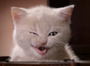 开云平台-铁幕与三后卫，当巴斯托尼成为那不勒斯主义的终结者