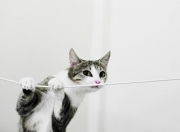 开云-空砍47分又如何？纽约铁骑用团队风暴碾过库里的神迹之夜