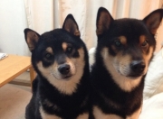 开云体育中国-篮球热土上的足球闪电，当NBA季后赛遇见比利时打穿塞维利亚