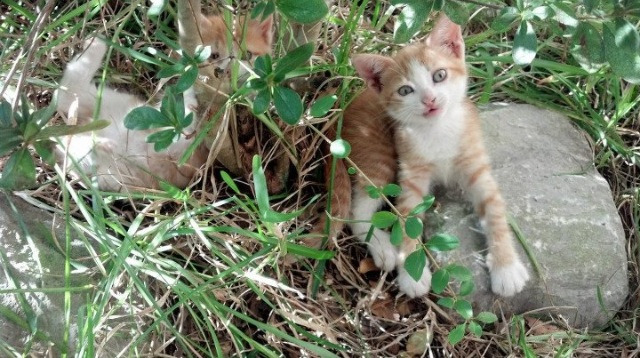 绿茵与硬木,高位逼抢与全场紧逼的压迫艺术