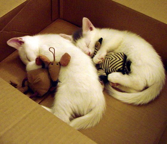 唯一性之战,当墨西哥城逆转亚特兰大,基米希在数据风暴中接管的排名争夺战