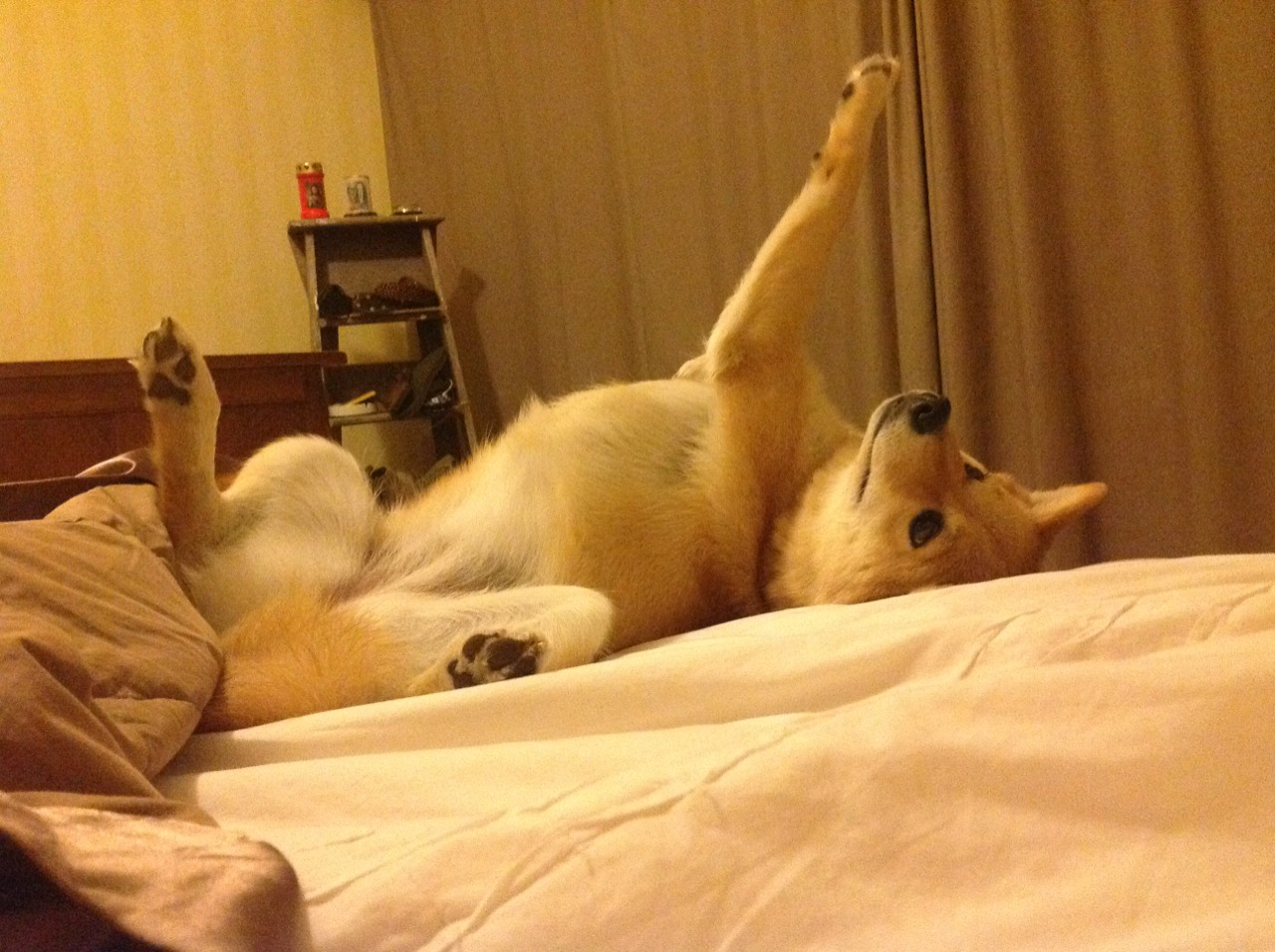 字母哥再度封神!关键战一锤定音,国王力克骑士展现争冠决心