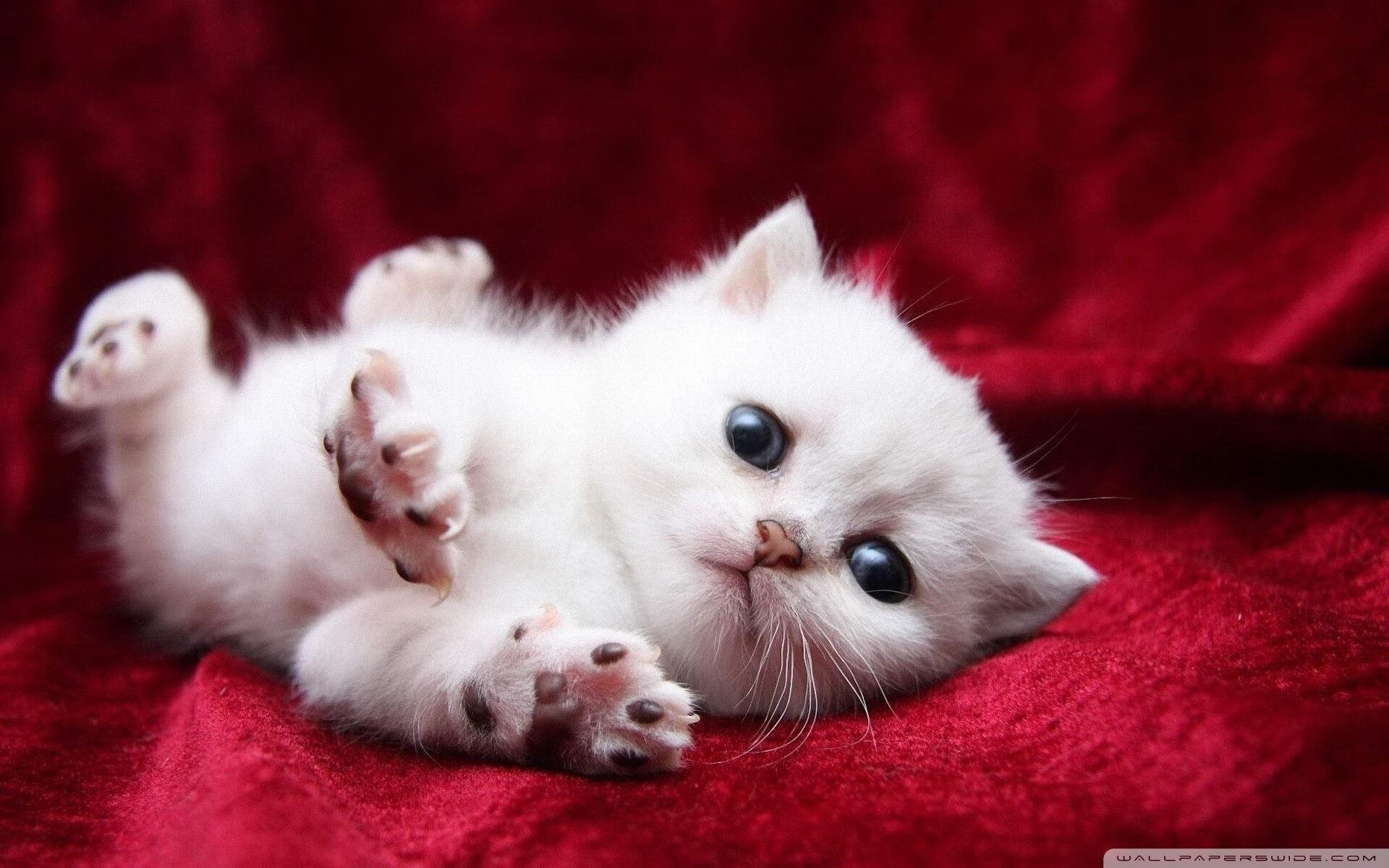 格纳布里的跨界审判,当足球巨星执掌NBA总决赛的最终权杖