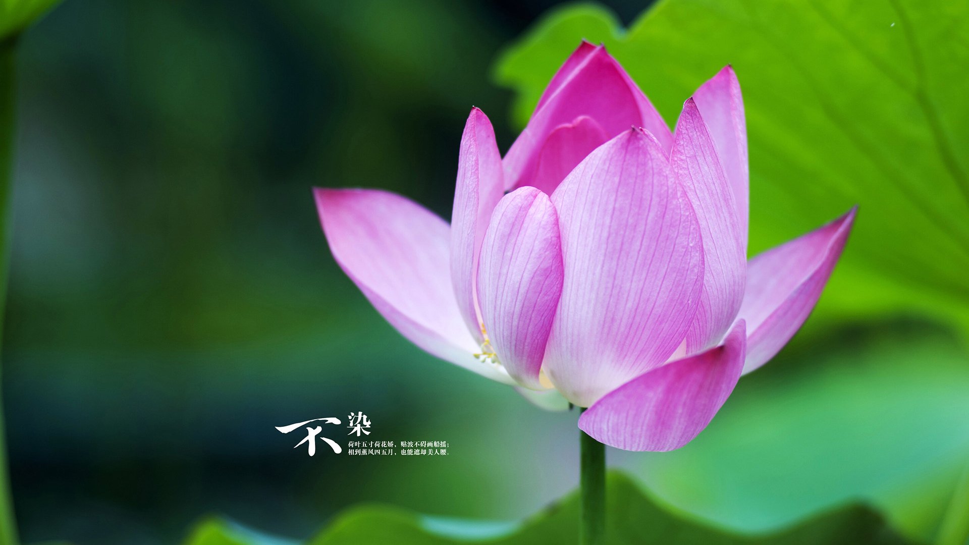 德甲争冠焦点战,厄瓜多尔新星收割卡塔尔资本野望