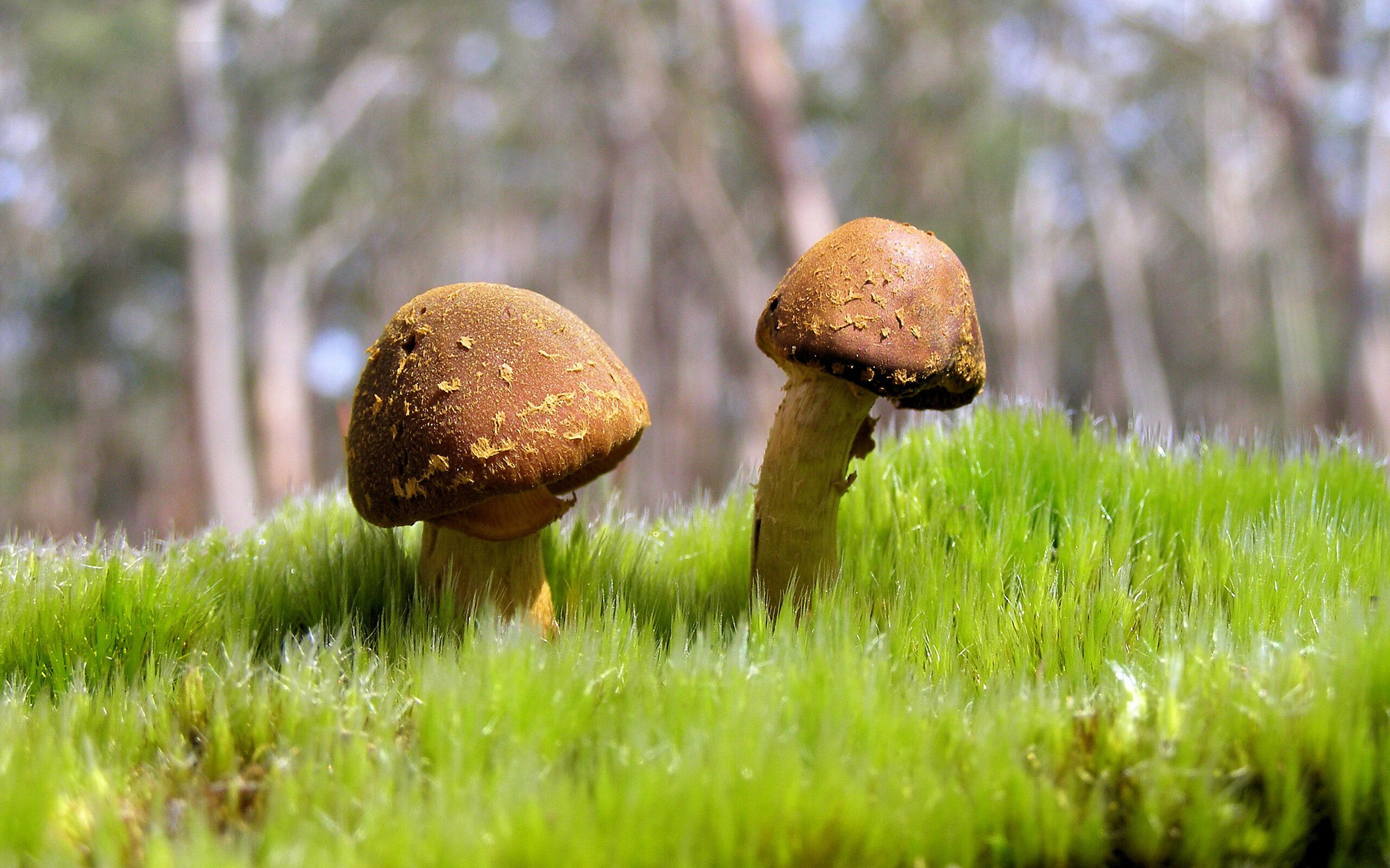 钢铁之躯迸发光芒，罗德里双响破茧，莱比锡加时鏖战闯关