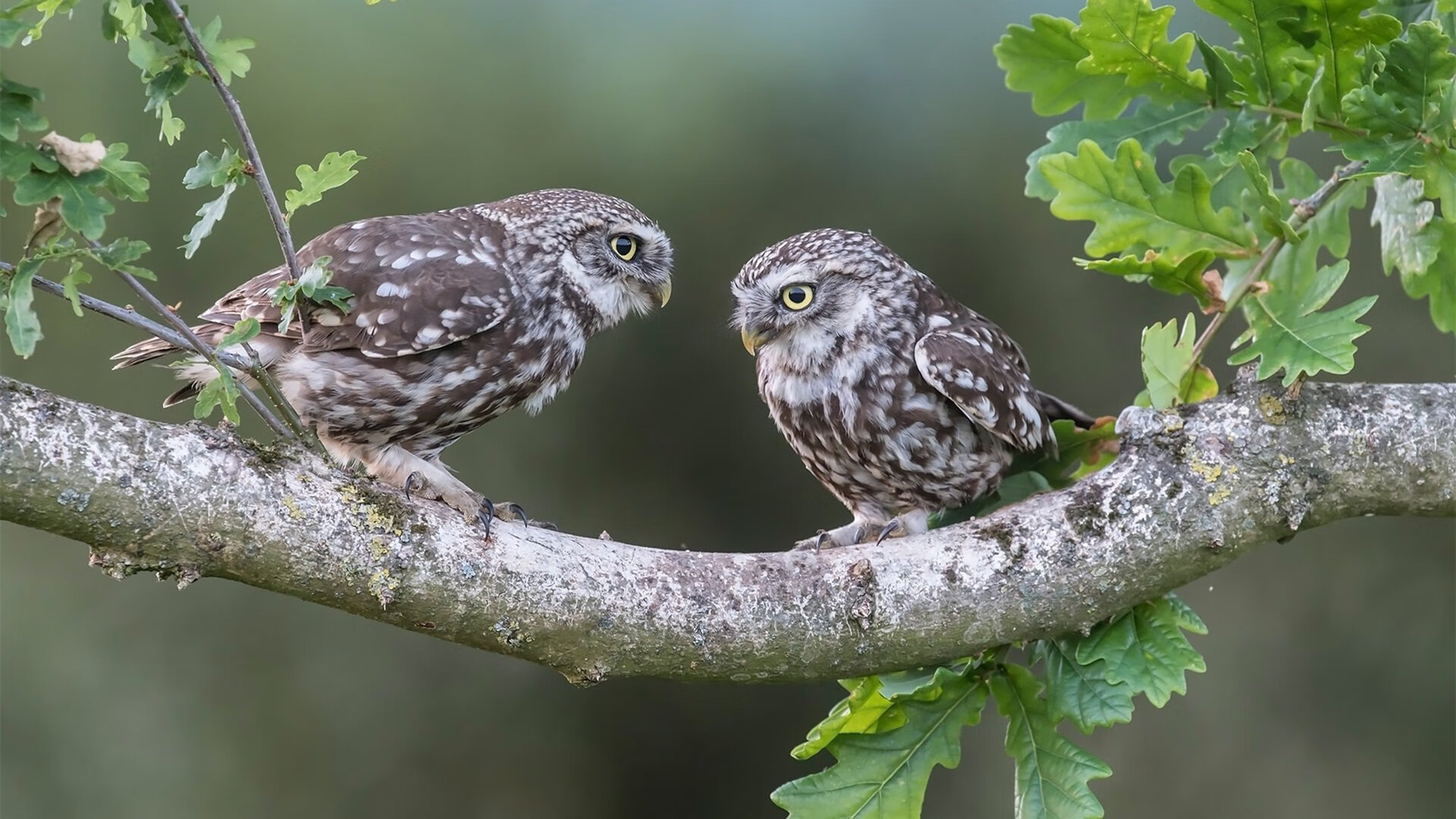 王冠加冕夜，当保罗在孤城之上投下那记终结历史的子弹