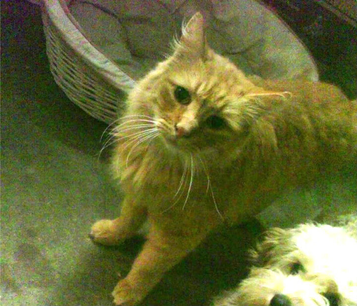 最不可思议的拜仁翻盘,李刚仁如何成为新罗本?