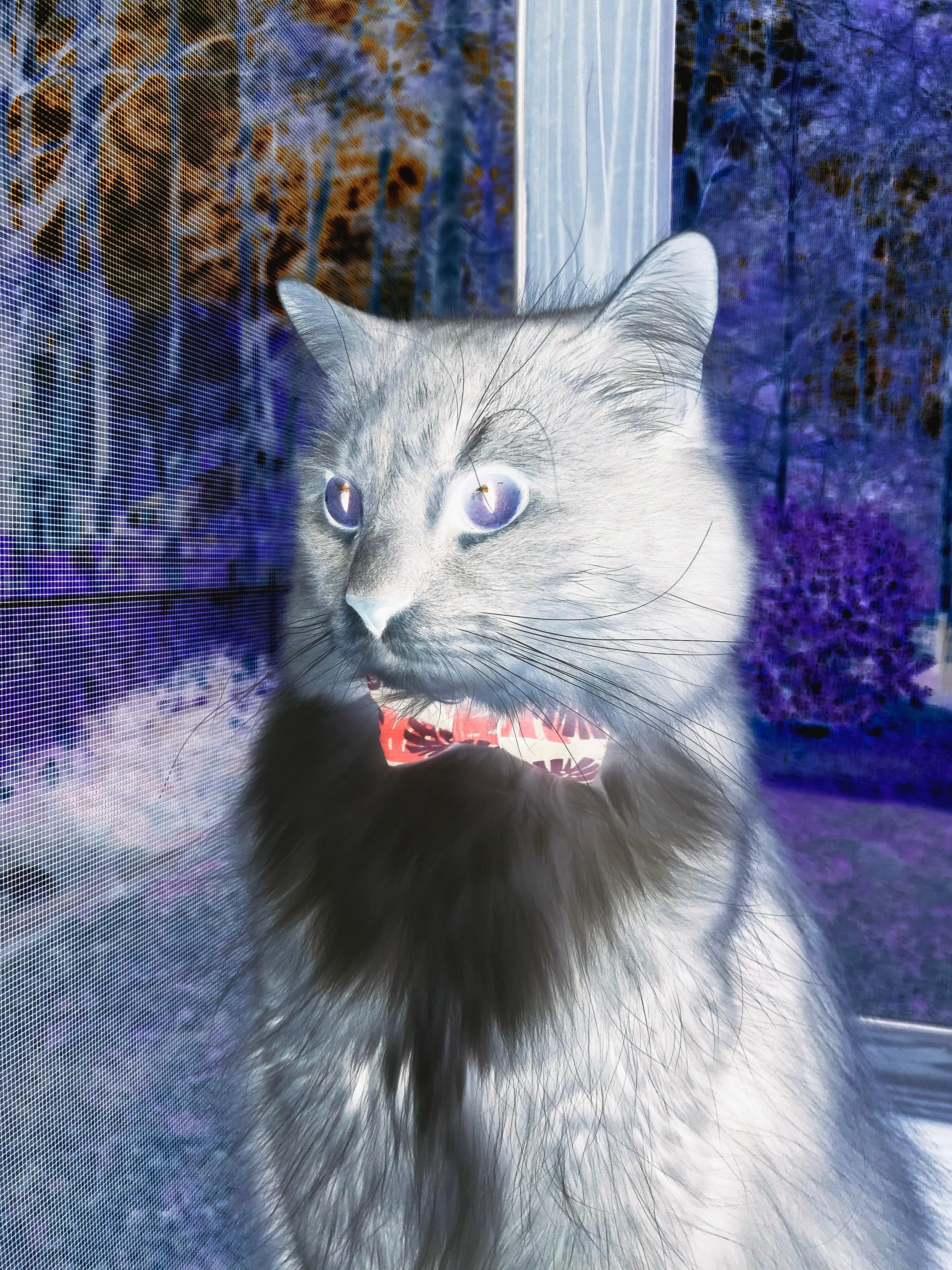 极速攻防,当F1弯道哲学一波带走CBA冠军壁垒