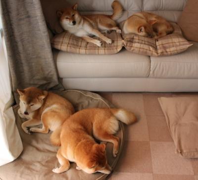 征服者威廉兵临城下,传奇门神独守几内亚孤城