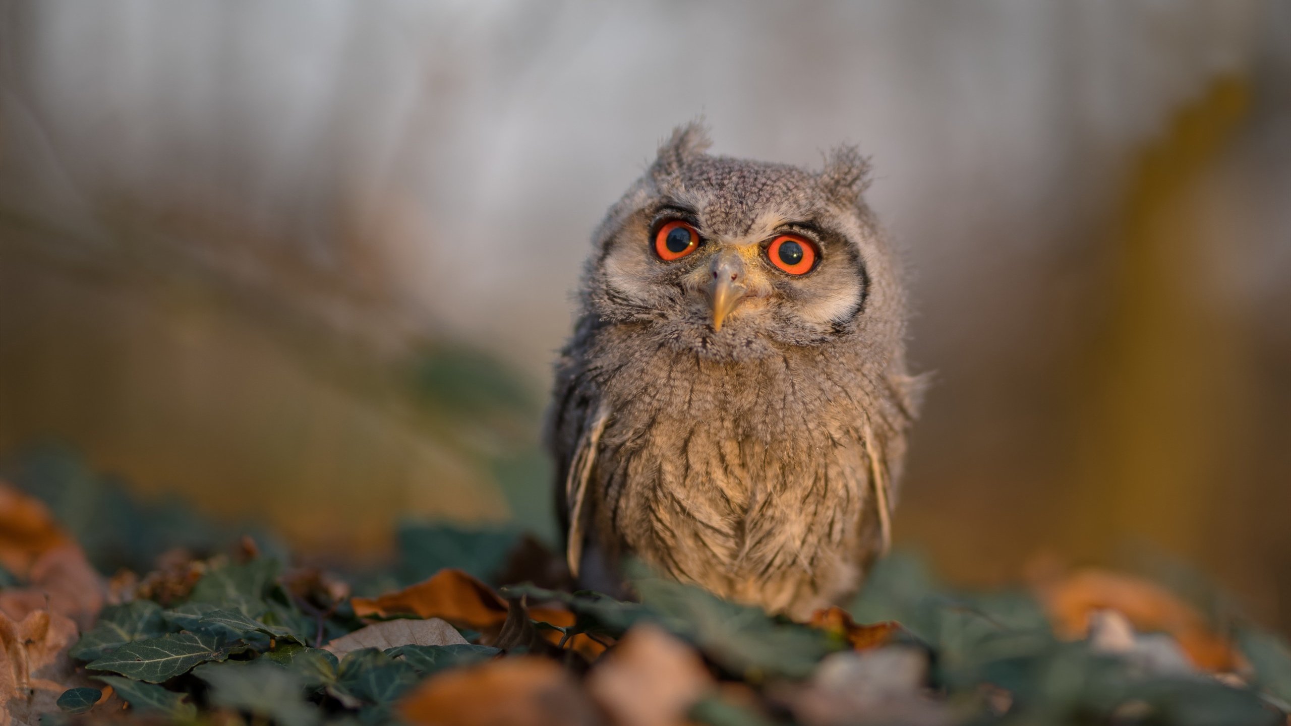 唯一性的闪耀,北京队火力压制马刺,爱德华兹在世界排名争夺战接管比赛