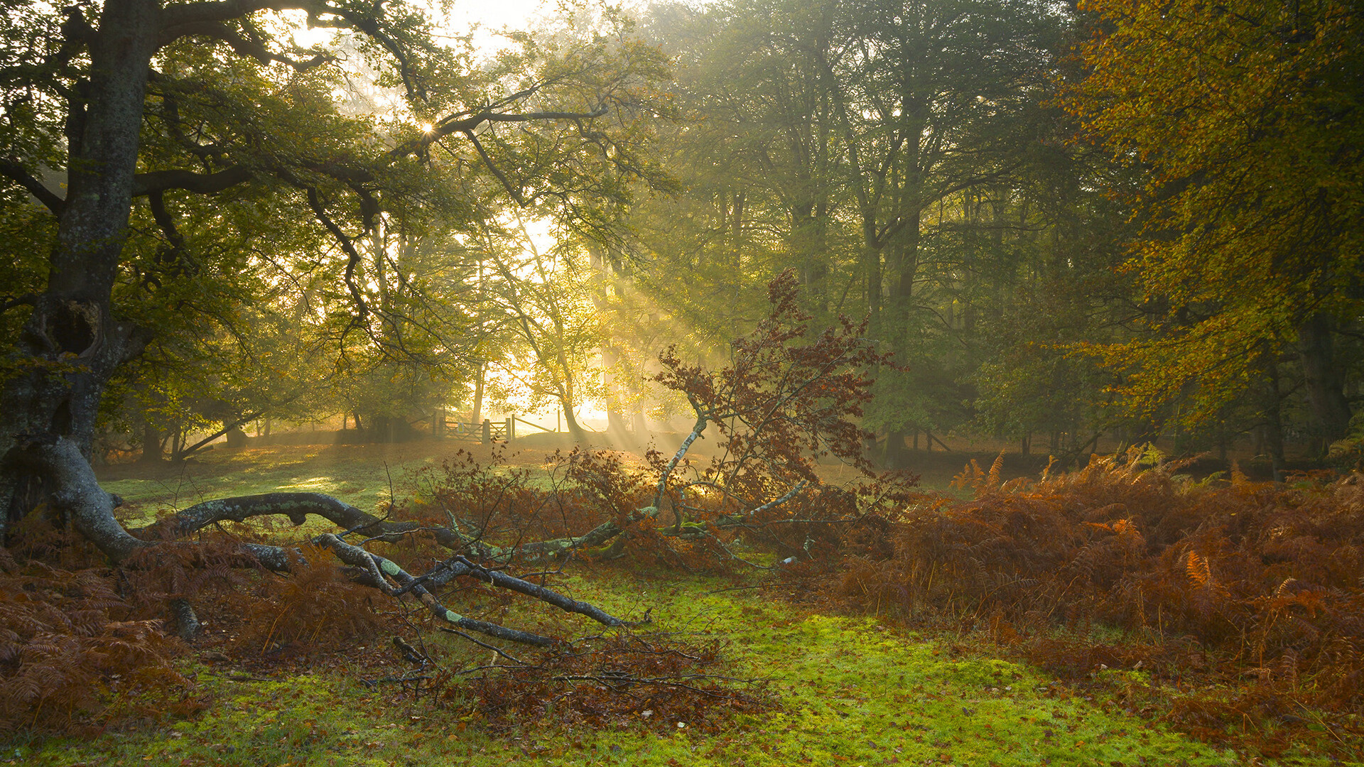 赛场隐形遥控器,布伦森如何以一己之力主宰火箭与广厦的每一秒走势
