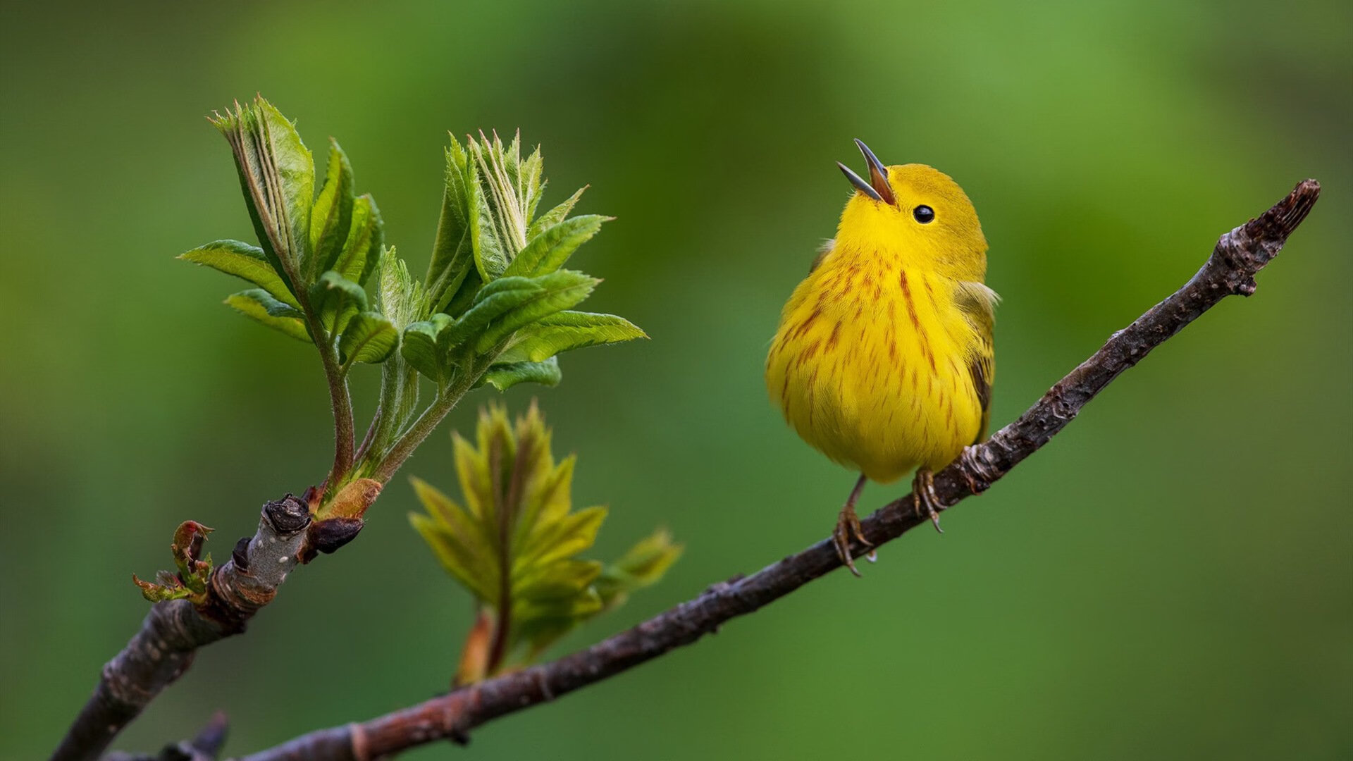 当欧冠法则失效时，委内瑞拉用一场不属于现代足球的胜利，击碎了英格兰的金元幻梦