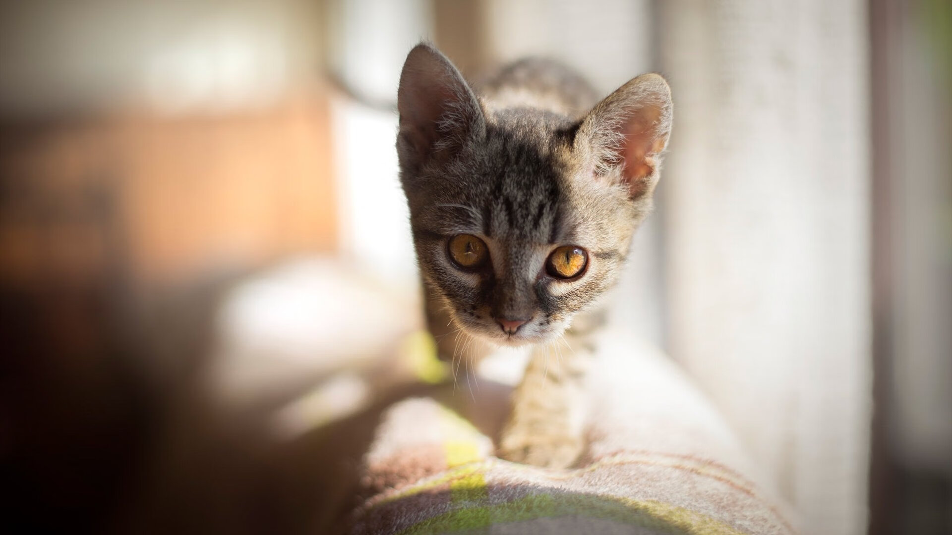卡塔尔的雨夜,马拉卡纳的幽灵,奥亚尔萨瓦尔如何成为乌拉圭足球的救世主?