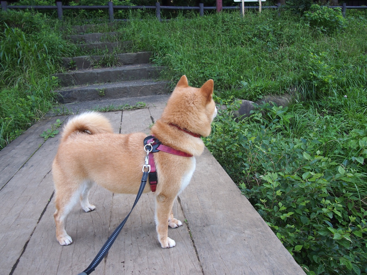 降维打击！三笘薰把那不勒斯的后防线过成了清晨的马路