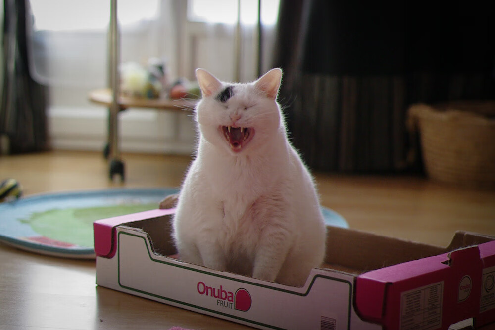 场外绝杀,当厄瓜多尔在债务总决赛淘汰委内瑞拉