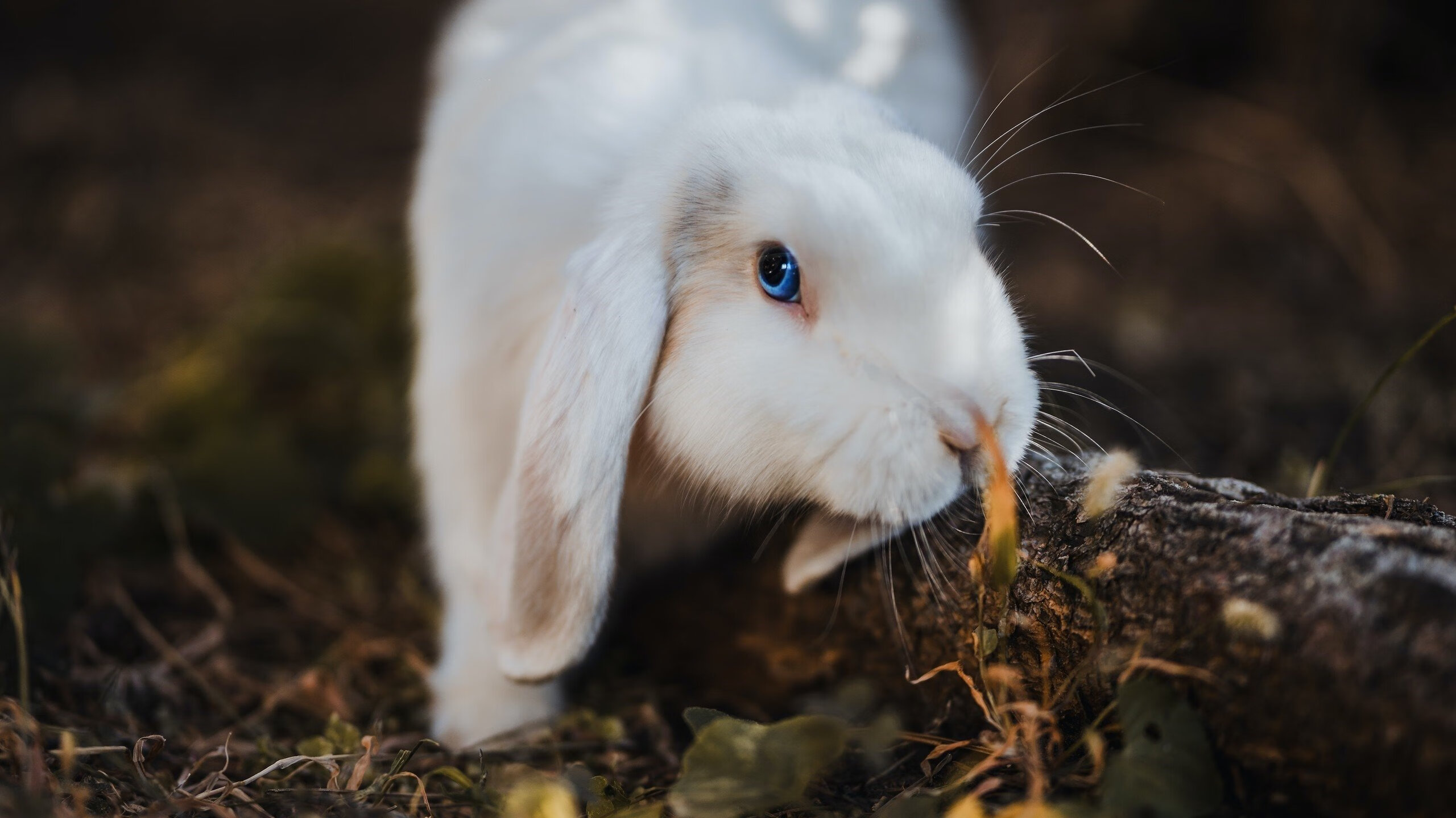 北伐的号角,当吉林铁骑刺穿红牛王朝,布克在英超的疆场加冕为王