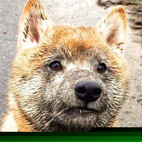 隔空对决,当老鹰的羽翼掠过CBA,拉梅洛的魔法点亮世界杯—体育宇宙中永不熄灭的竞技之火