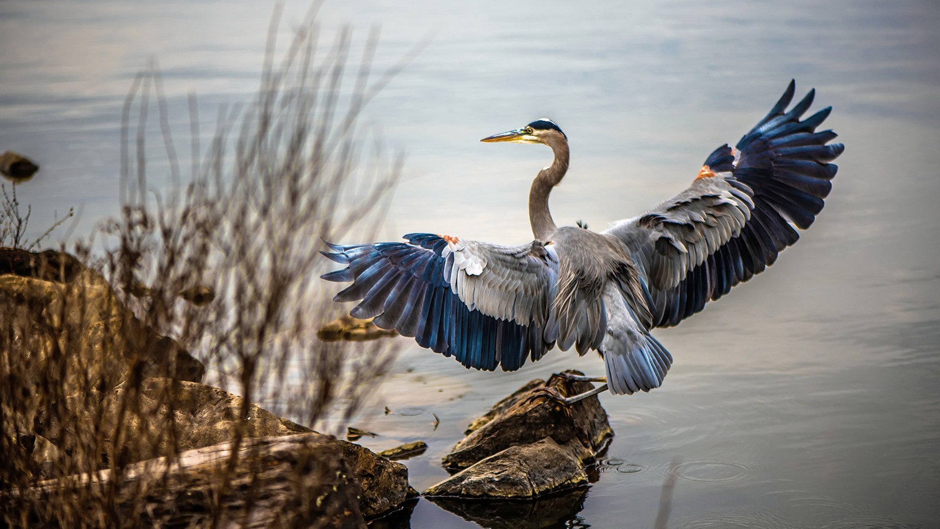 逆风球的艺术，维尼修斯的手术刀如何帮阿根廷啃下土耳其这块硬骨头