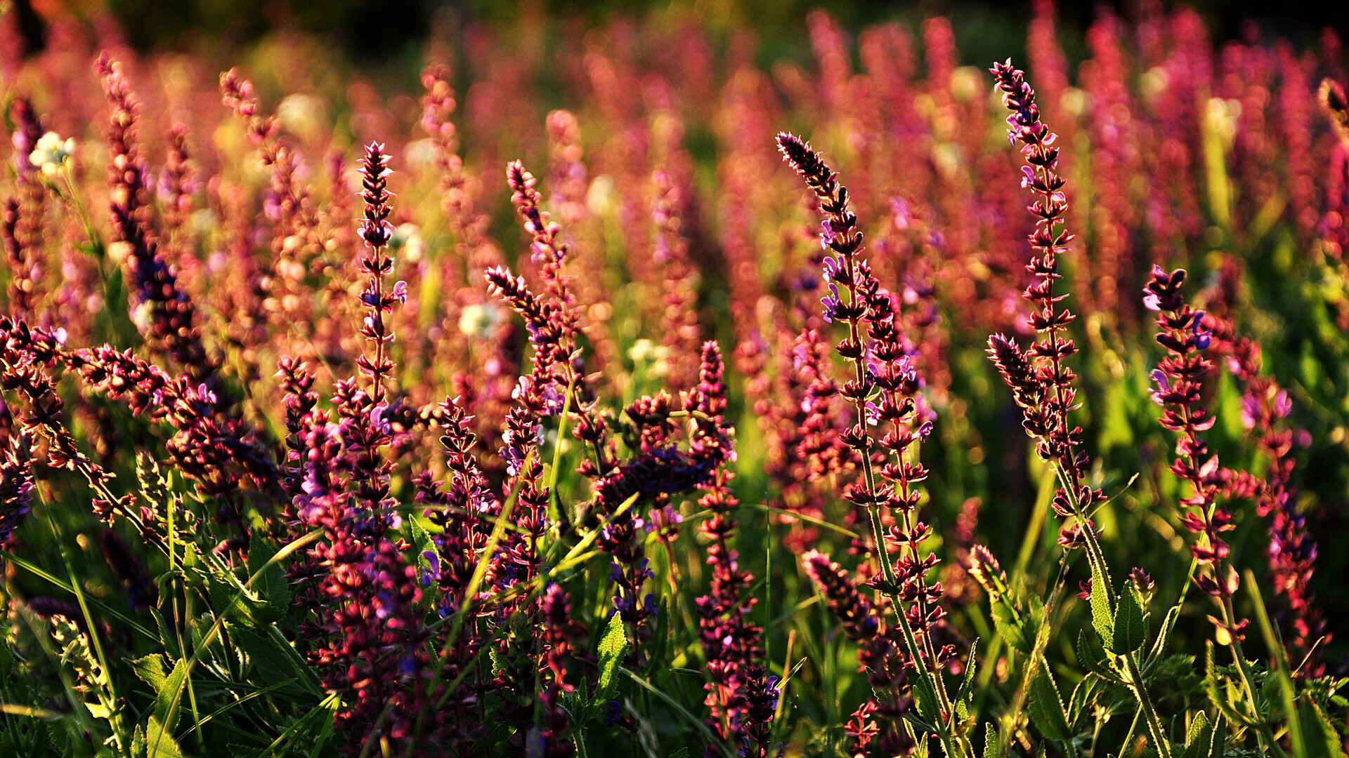 假作真时真亦假，当阿尔瓦雷斯为芬兰而战，极昼之城见证绿茵奇迹