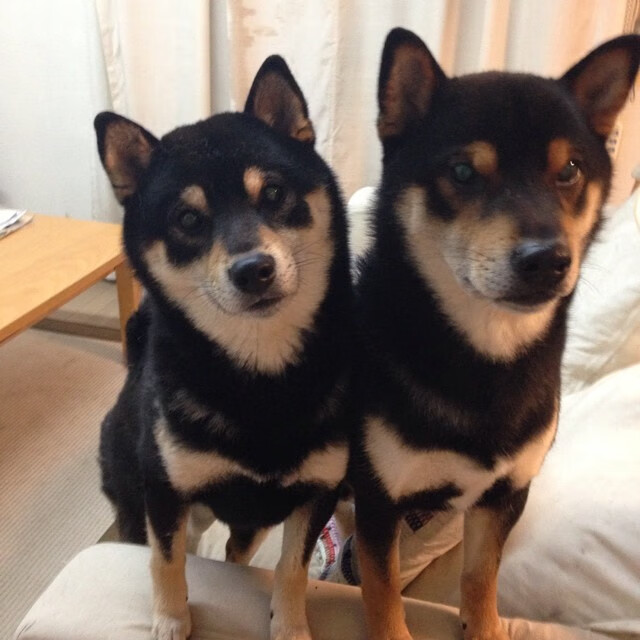 篮球热土上的足球闪电，当NBA季后赛遇见比利时打穿塞维利亚