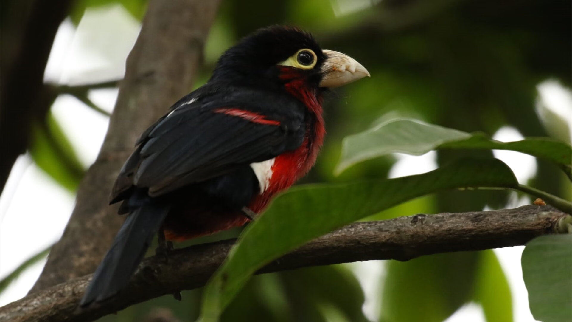 奥斯梅恩制胜一击闪耀赛场,阿森纳火力全开碾压摩纳哥—欧洲足坛的双重胜利之夜