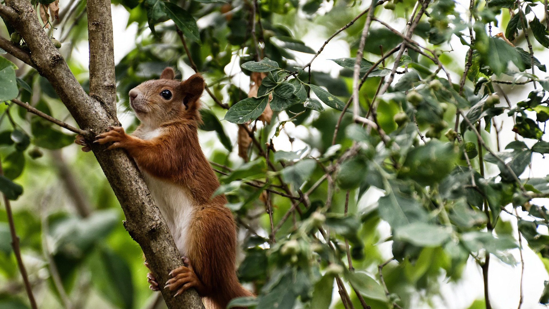 维京战吼响彻老特拉福德,冰岛班底强势注入,久保建英成为曼联新生关键先生