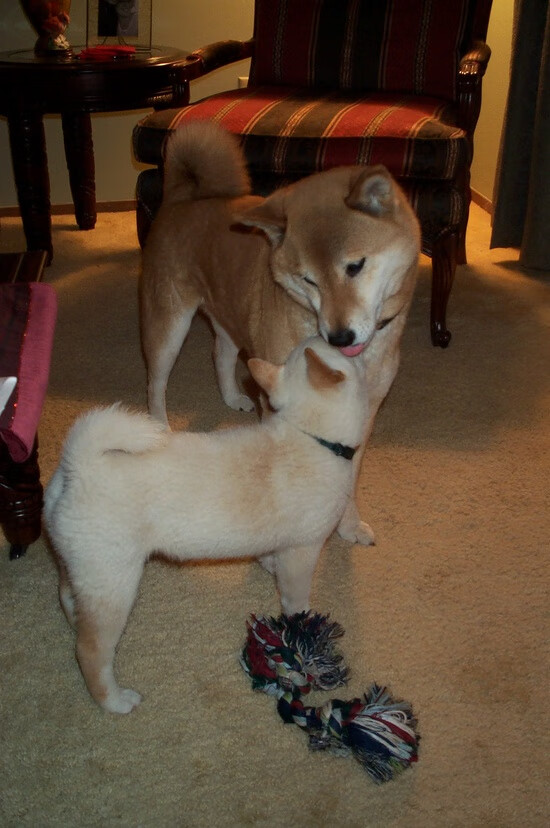唯一之战,当乌拉圭铁骑踩碎东道主之梦,哈兰德成为2026世界杯F组最致命的那道光