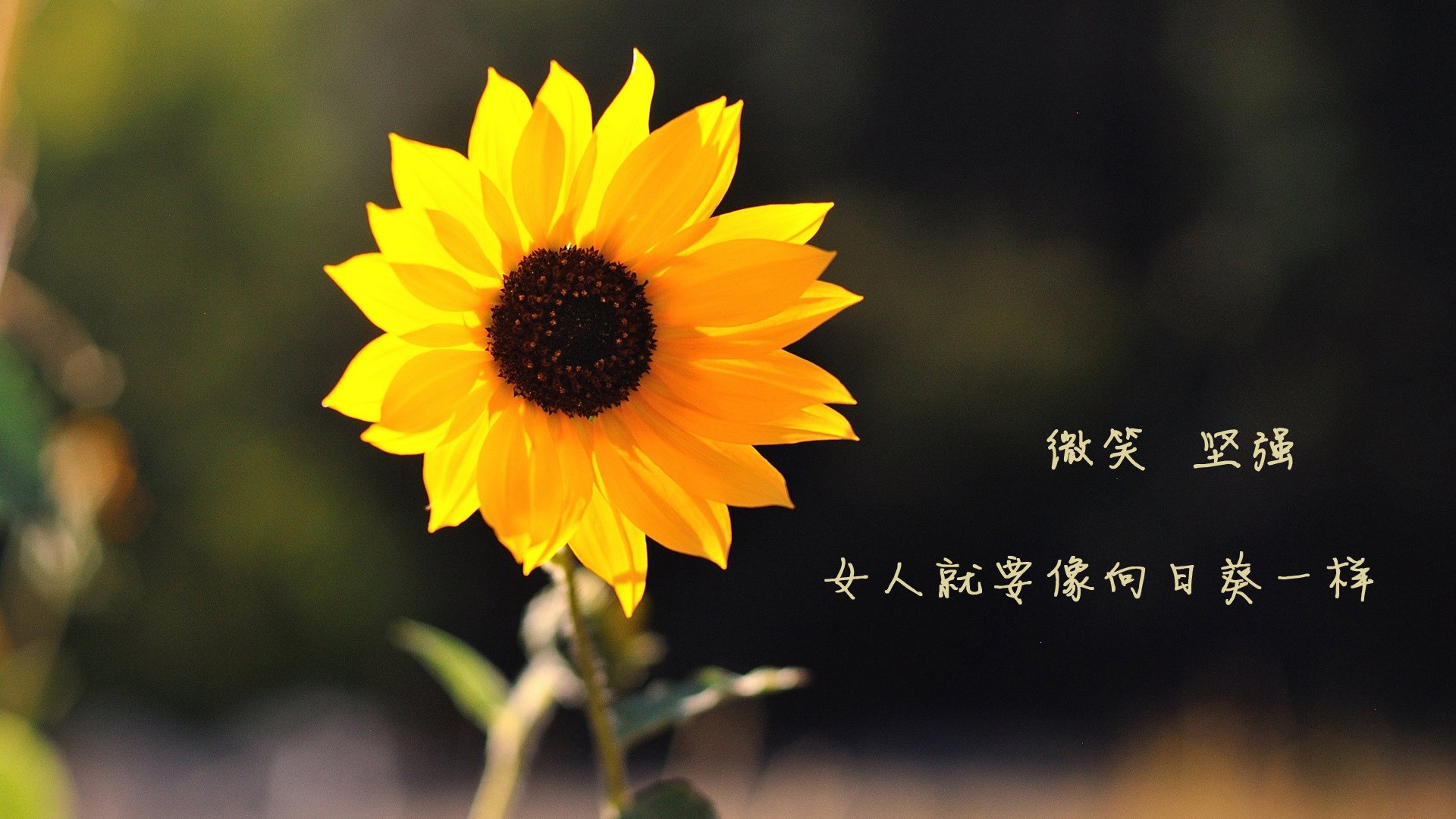 2026生死战，加纳黑星压碎潘帕斯，德容铁壁统领乾坤